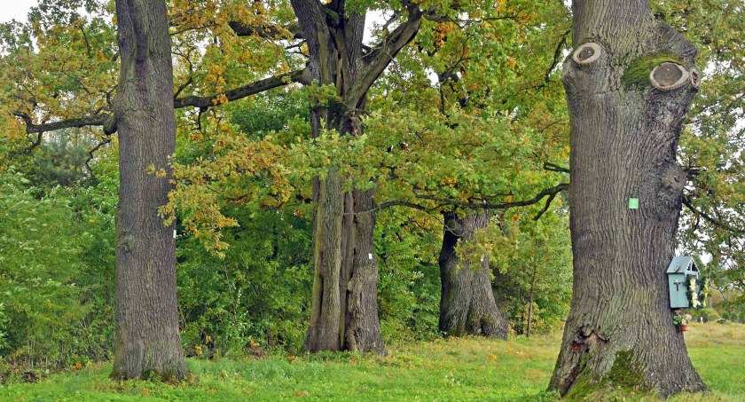PIŁA . Aleja królewskich, pomnikowych dębów 