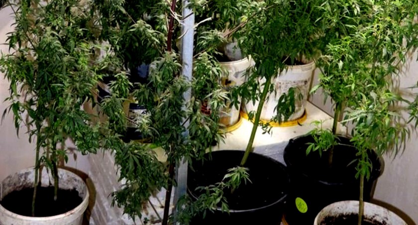 Narkotyki. Domowa plantacja ziół
