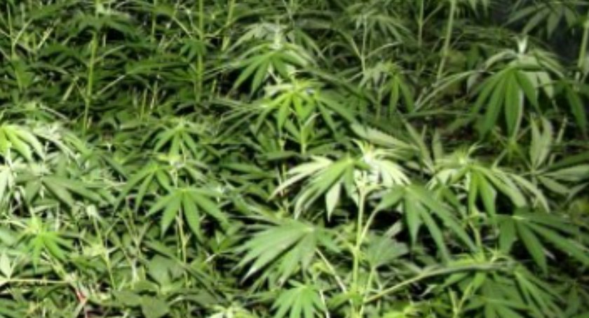Ugrupowanie burmistrza Pękali za legalizacją marihuany