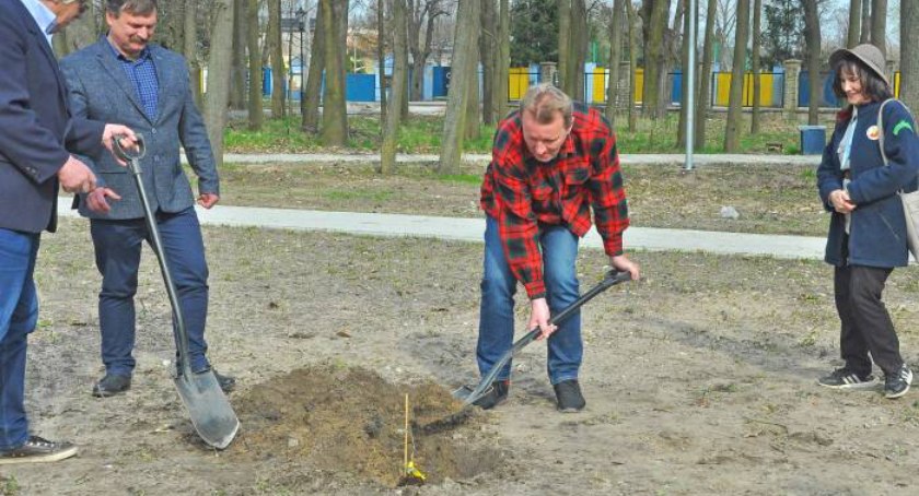 Dąb dedykowany 