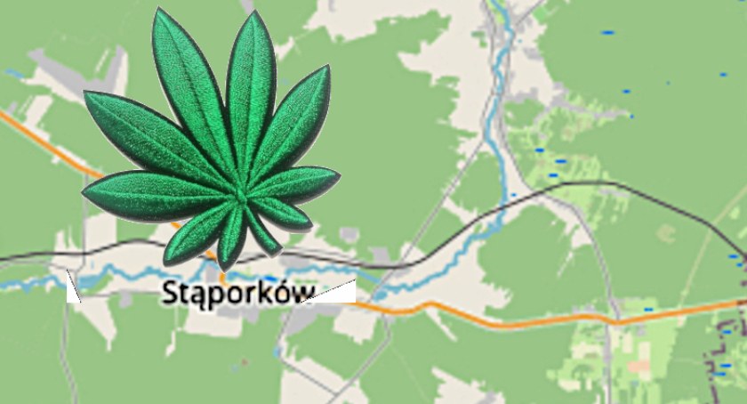 Policja w Stąporkowie znów zatrzymała mężczyznę z narkotykami