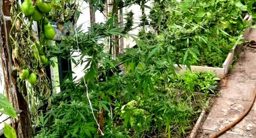 KOŃSKIE.  Marihuana i bimber Działkowiec zatrzymany 