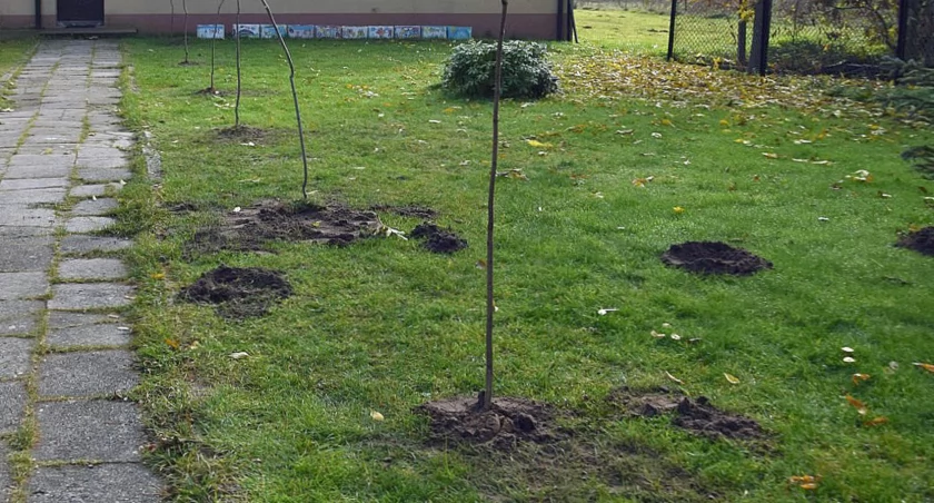 W gminie Gowarczów zasadzą kolejne rośliny miododajne