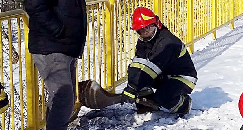WÓLKA SMOLANA. Uwalniali rogacza zaplątanego w siatkę ogrodzeniową