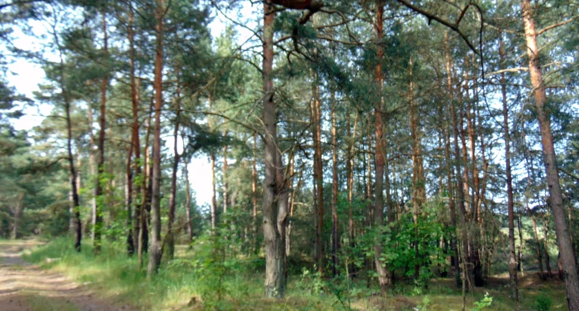 Szczątki człowieka znaleziono w lesie koło Grzybowa Starego