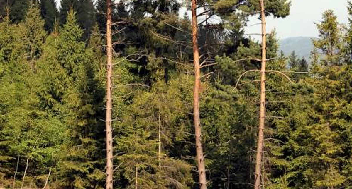 GMINA GOWARCZÓW. Złodziejska wycinka drzew. Straty sięgaja 5.000 złotych