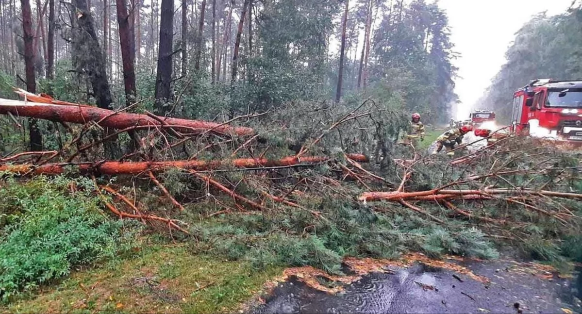 POWIAT KONECKI. Nawałnica łamała drzewa i powalała na drogi. Przeszkody usuwali strażacy [ZDJĘCIA]