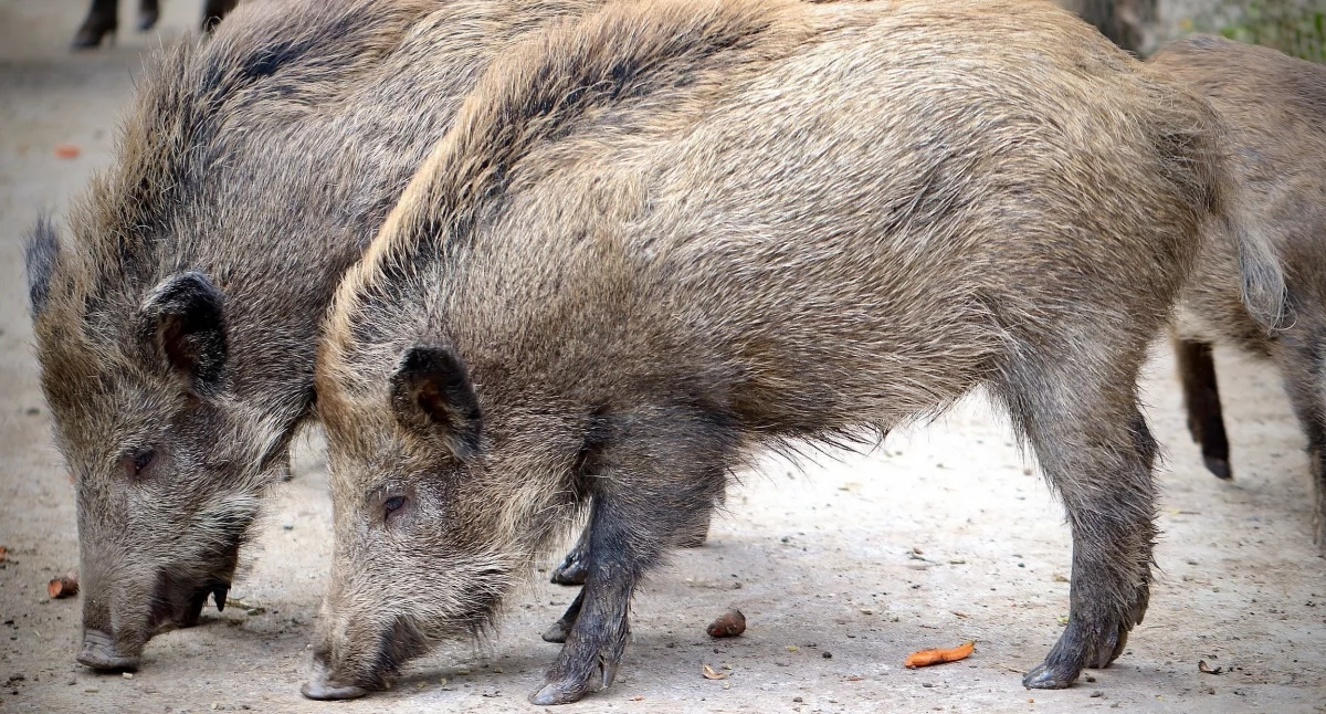 Prawie 500 dzików do odstrzału w powiecie koneckim