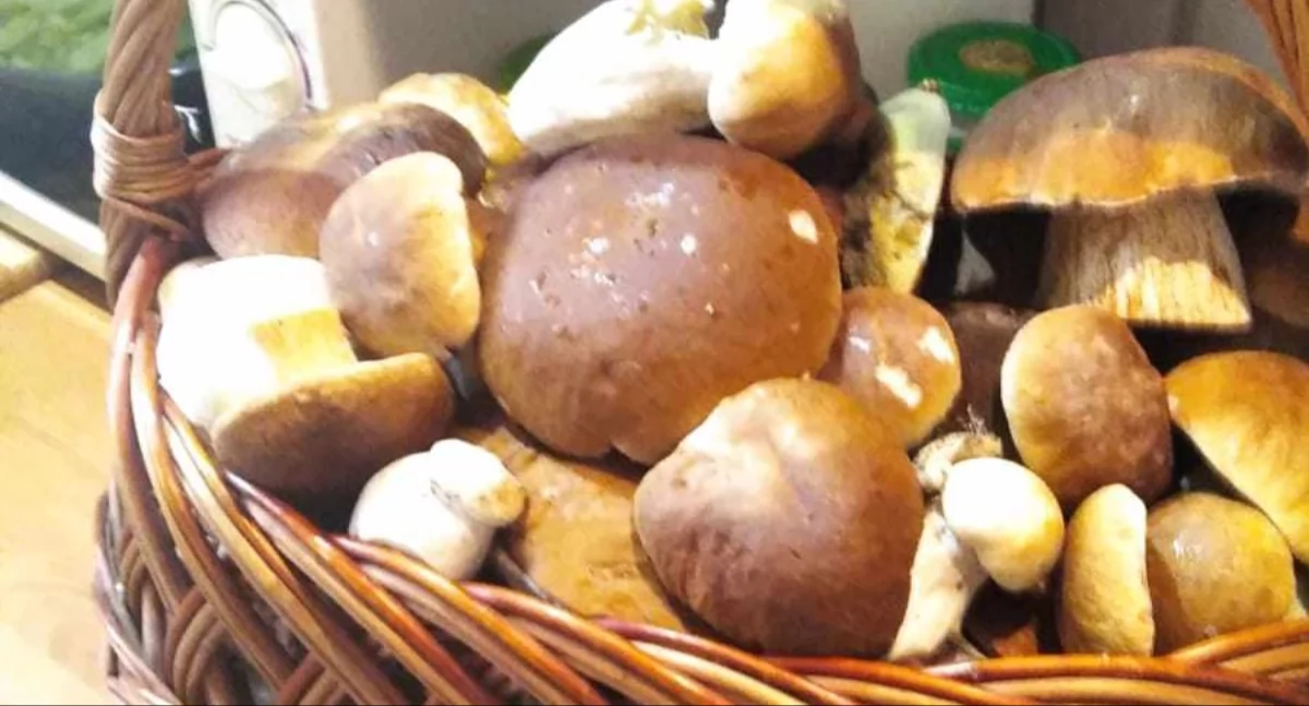 Dziś Dzień Grzyba - Pochwalcie się swoimi zdobyczami!