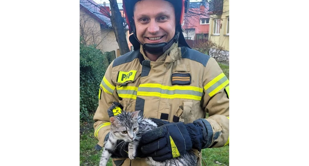 KOŃSKIE. Strażacy zdejmowali kota z drzewa. Zwierzę samo nie chciało zejść...