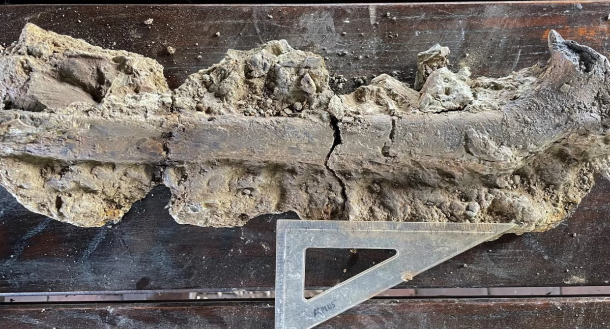 POWIAT KONECKI. Gady starsze od dinozaurów biegały w okolicy Końskich [ZDJĘCIA]