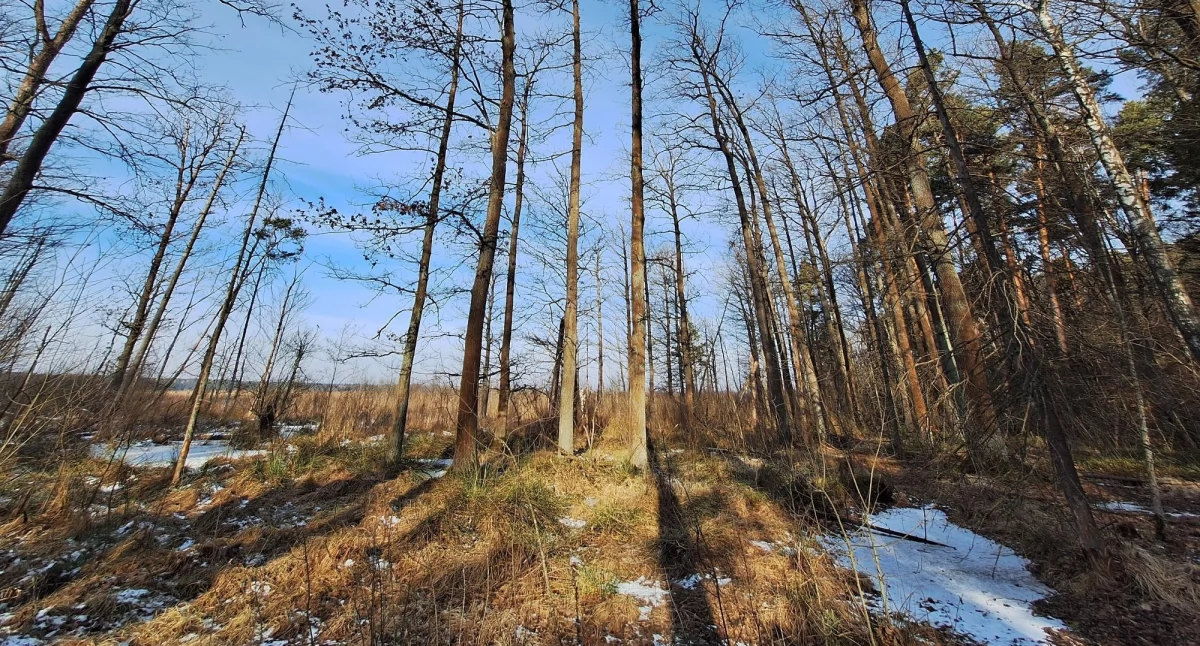 Piskorzeniec Wschodni. Nowy rezerwat przyrody w powiecie koneckim. Gdzie to jest? [ZDJĘCIA]