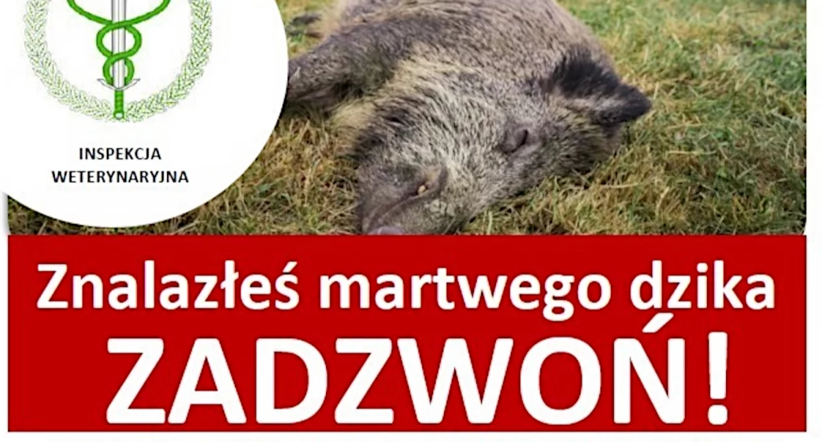 Stąporków, Gowarczów Afrykański pomór świń. Strefy objęte zakażeniem