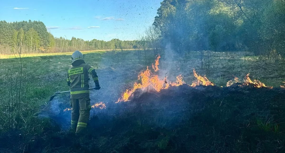 Pożar suchych traw i lasu w miejscowości Zychy. Wspólna akcja strażaków w Wielkanoc