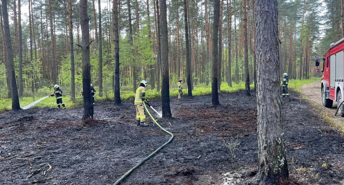 Interwencja OSP KSRG Ruda Maleniecka. Pożar poszycia leśnego w Wyszynie Fałkowskiej