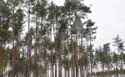 Wiadomo kim był odnaleziony w lesie zmarły