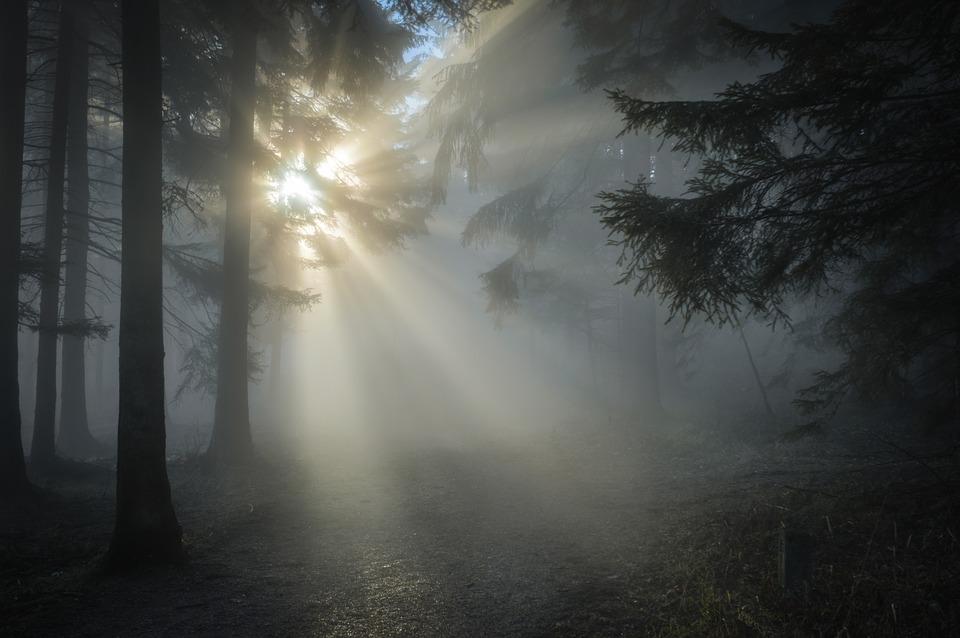 Nocne poszukiwania grzybiarza