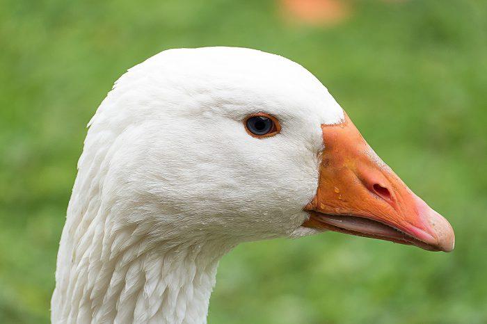 Wyłamał drzwi chlewika i ukradł gęś