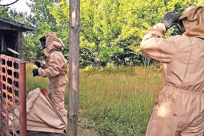 Straciła przytomność, gdy użądlił ją szerszeń