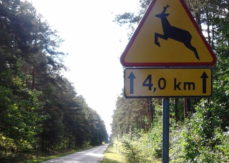 Padły pod kołami samochodów