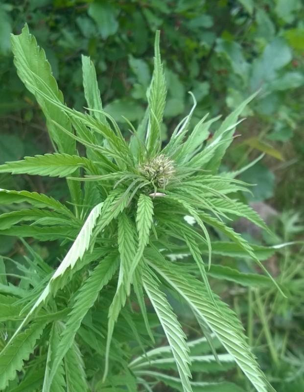 Plantacja konopi indyjskich w koneckim lesie
