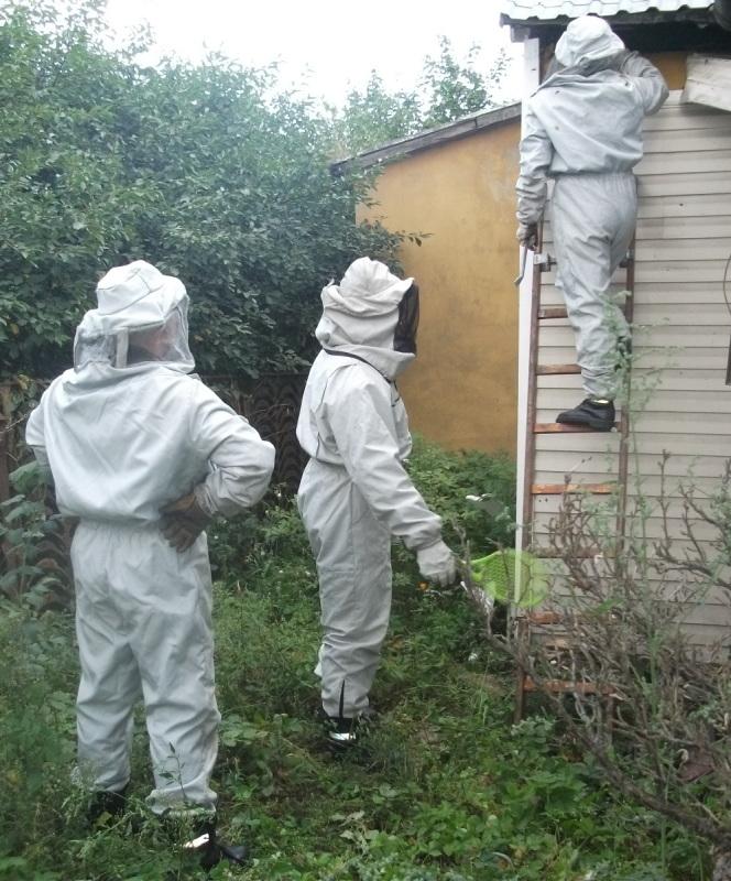 Groźne żądła atakują