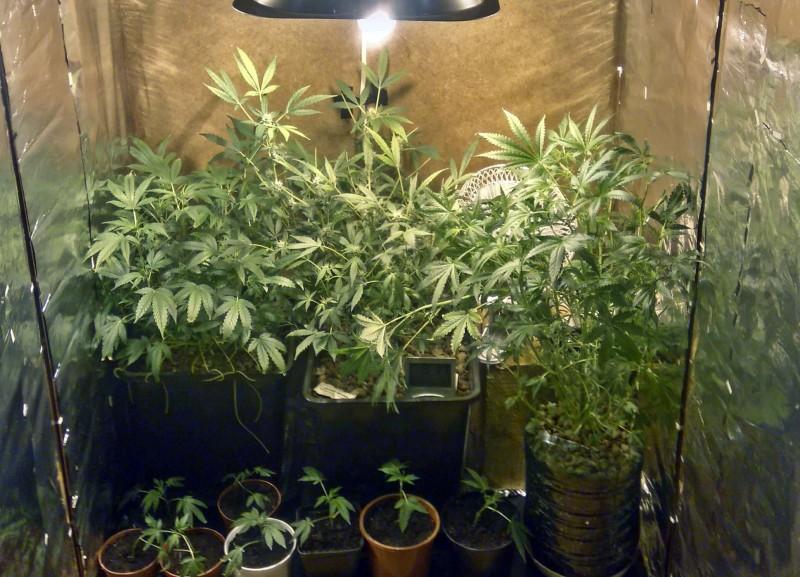 Plantator i diler narkotykowy wpadli