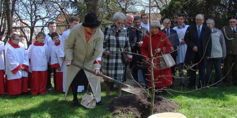 Dąb podlany wiadrem wody święconej!