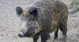 Zdjęcie przedstawia: POWIAT KONECKI. Odstrzał sanitarny dzików - walka z rozprzestrzenianiem afrykańskiego pomoru świń