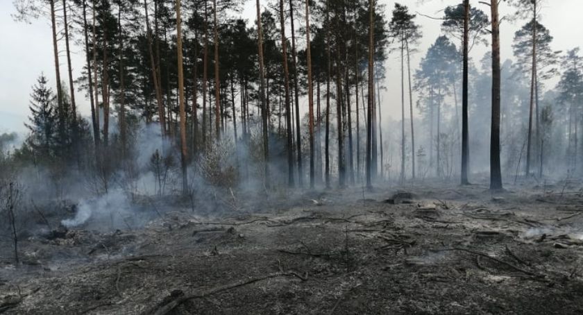 W gminie Bliżyn znowu palił się las 