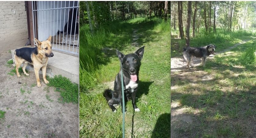 Super psy do adopcji  