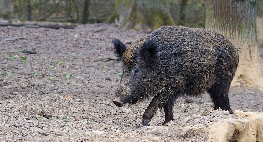 Afrykański Pomór Świń. Czerwona strefa coraz bliżej Skarżyska