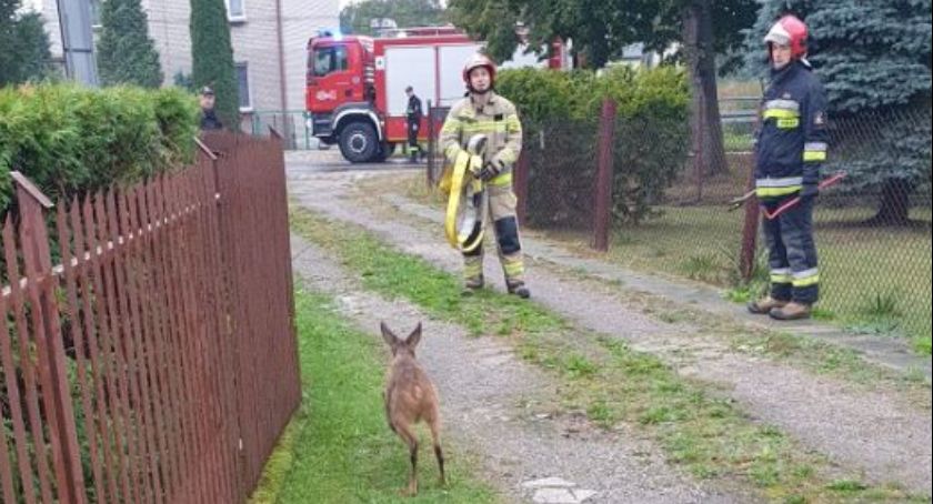 Nietypowa interwencja skarżyskich strażaków 