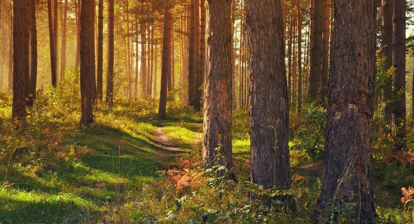Dzień Dzikiej Flory, Fauny i Naturalnych Siedlisk