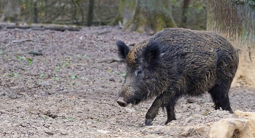 Dużo dzików do odstrzału w powiecie skarżyskim