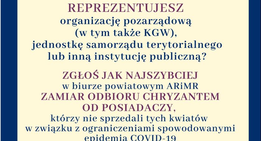 Pozyskaj bezpłatnie chryzantemy 