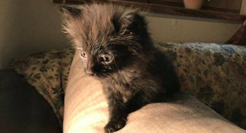 Pontiac czeka na dobre serce. Zobacz jakie inne piękne pieski i kotki czekają na adopcję