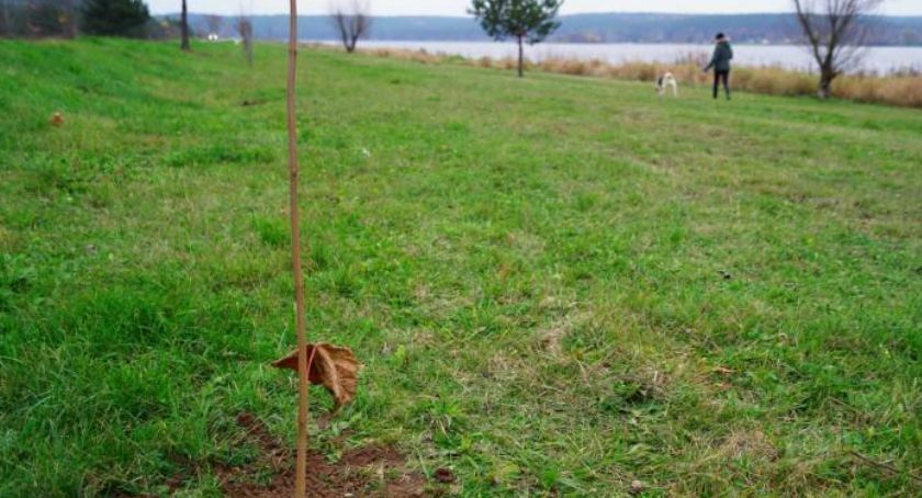 Nasadzenia na miarę jakości powietrza