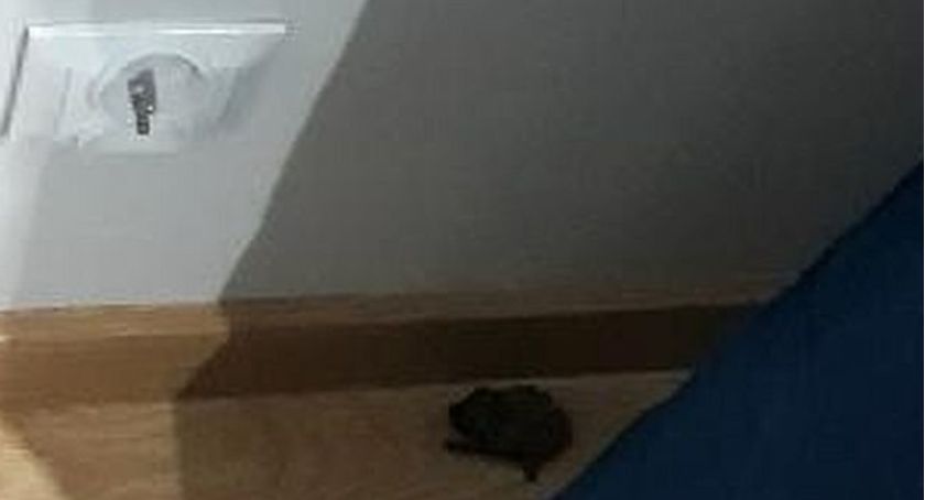 Nietypowy gość u mieszkanki Skarżyska-Kam. Zakłócił jej spokój