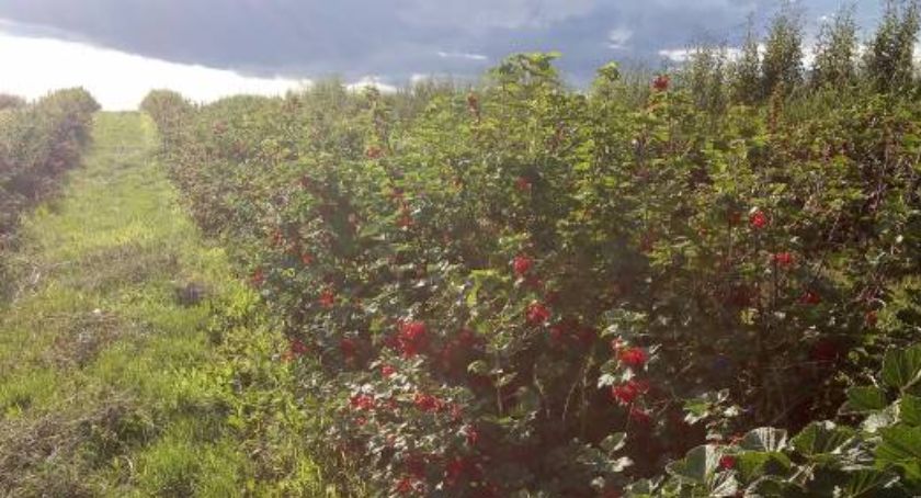 Kto chętny zbierać owoce i warzywa po cenach na skupie?