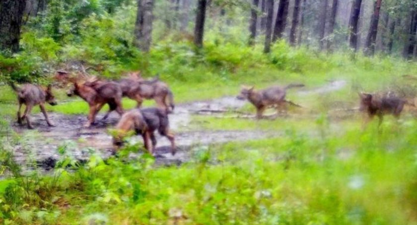 Wilki grasują w naszych lasach