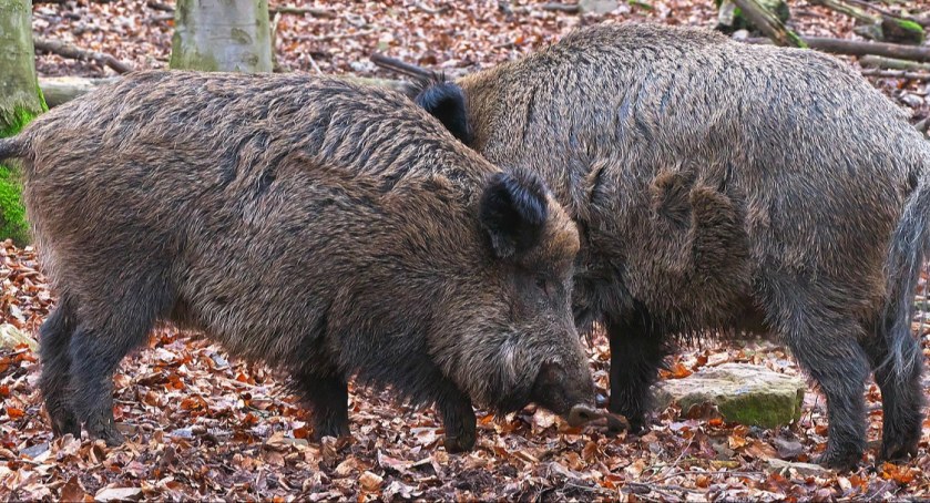 Mnóstwo dzików do odstrzału w powiecie skarżyskim. Dlaczego?