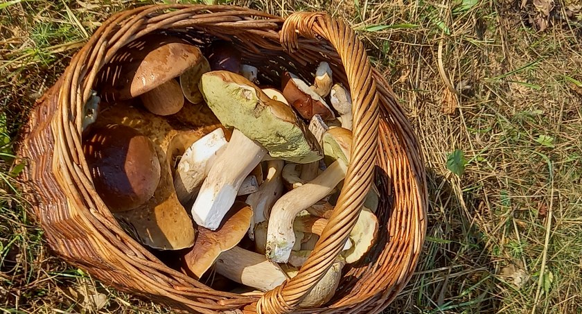 Grzybiarz z Suchedniowa zaginął w lesie