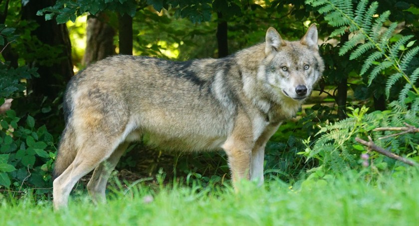 Powiat  skarżyski. Po sąsiedzku z wilkami