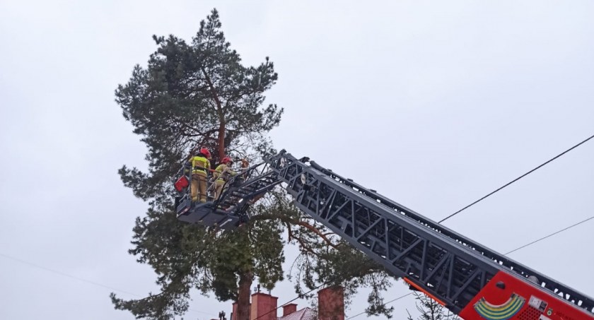 Strażacka interwencja w Skarżysku Kamiennej. Niebezpieczne konary zagrażały przechodniom