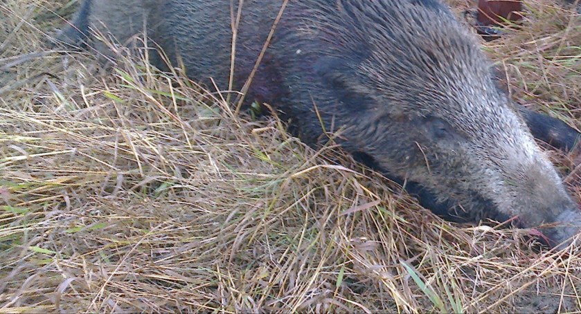 Więcej dzików do odstrzału w powiecie skarżyskim