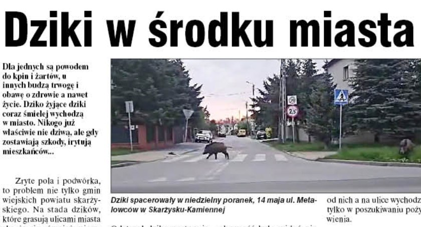 Dziki na ulicach Skarżyska-Kamiennej. Są też w innych miejscach... 