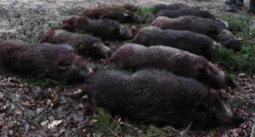 Ponad sto dzików do odstrzału w powiecie skarżyskim