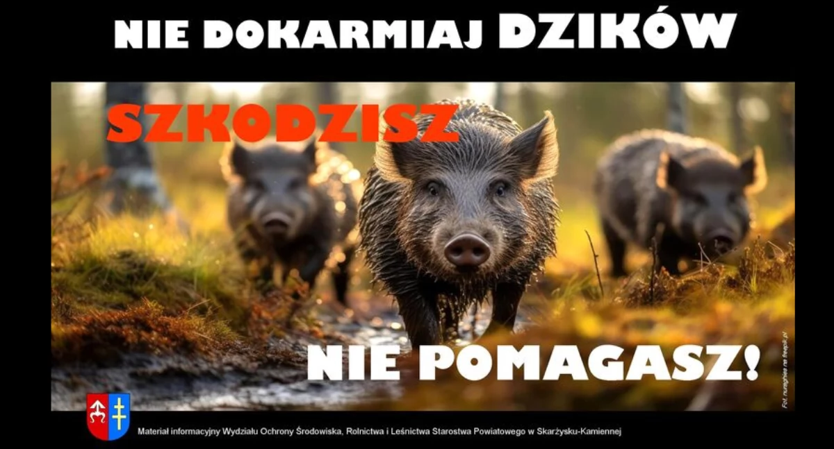 Nie dokarmiaj dzików- szkodzisz, nie pomagasz!