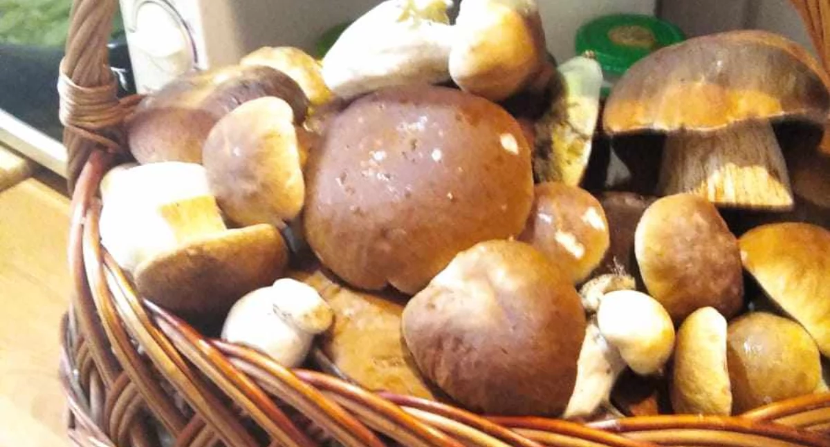 Dziś Dzień Grzyba - pokażcie tegoroczne okazy